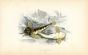 THE MILLER'S THUMB BULLHEAD fish print