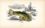 THE FARTHER-LASHER SCULPIN fish print