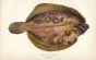 THE SMEAR DAB VARIETY fish print