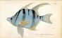 THE ARMED ENOPLOSSUS print