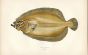 THE SAIL FLUKE FLATFISH print