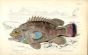 MANY-SPINED POLYPRION print