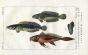LANCET-TAIL, STREAKED & PUNCULATED SNAKEHEAD print
