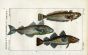 WEEVER, HADDOCK, COD print