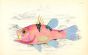 THE MEDITERRANEAN APOGON print