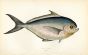 THE RAY'S BREAM fish print