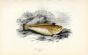 THE VIPER WEEVER fish print