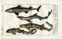 SPINYDOGFISH, BLUE SHARK, CATSHARK, BELTED SHARK print