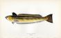 THE GREATER WEEVER fish print