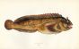 THE GATTORUGINE TOMPOT BLENNY fish print