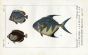 BANDOLIER RHOMBOIDE & ANGELFISH OF CURACAO print