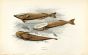 THE REMORA fish print