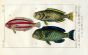 GREEN, RED STRIPED & GRECIAN PARROTFISH print