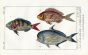 SEA ROACH, ANCHOR-TOOTH, BLUE-STRIPED GILTHEAD print