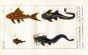 BANDED & EEL CATFISH, SUCKERMOUTH CATFISH print