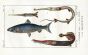 BLUE SALMON, PIPE & TRUMPETFISH print