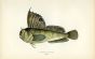 THE BUTTERFLY BLENNY fish print