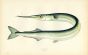 THE GARFISH print