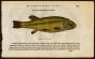 BELON WOODCUT FISH PRINTS - THE TENCH 1553