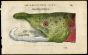 BELON WOODCUT FISH PRINTS - THE ATLANTIC SALMON 1553