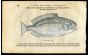 BELON WOODCUT FISH PRINTS - THE WHITE SEA BREAM - SARGUS 1553