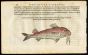 BELON WOODCUT FISH PRINTS - THE RED MULLET  - MULLUS 1553