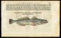 BELON WOODCUT FISH PRINTS - THE HAKE 1553