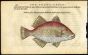 BELON WOODUCT FISH PRINTS - THE PIGFISH 1553