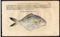 BELON WOODCUT FISH PRINTS - THE BUTTERFISH 1553