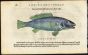 BELON WOODCUT FISH PRINTS - THE MERULA WRASSE  1553