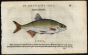 BELON WOODCUT FISH PRINTS - THE RUDD 1553