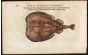 BELON WOODCUT FISH PRINTS - THE TORPEDO RAY 1553