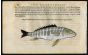 BELON WOODCUT FISH PRINTS - THE SAND STEENBRAS - STRIPED SEA BREAM - MORMYRUS 1553