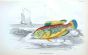 THE BLUE STRIPED WRASSE