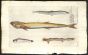 THE SAND EEL & REMORA print