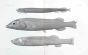 ALEPOCEPHALUS, NARCETES - Garman deep sea fish print