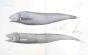 CUSK EEL - HOLCOMYCTERONUS, MIXONUS - Garman deep sea fish print