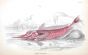 THE BLUE STRIPED WRASSE