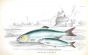 THE HERRING & THE SPRAT