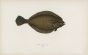 THE LONG ROUGH DAB fish print