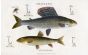 SCOTT/BUNNEY & GOLD: THE GRAYLING, GUDGEON, HOOKS AND FLY fishing print 1801