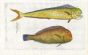 THE DOLPHINFISH MAHI-MAHI & RAZORFISH/CLEAVER WRASSE fish print