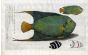 THE BRAZILIAN ANGELFISH - Acaruna major print