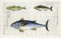 THE ATLANTIC MACKEREL, BONITO & BLUEFIN TUNA - Scomber colias, Pelamaid, Tunny - fish print