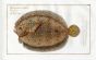 THE ARGUS FLOUNDER Bloch fish print (Pleuronectes Argus) 1785
