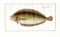 THE BRAZILIAN FLOUNDER Bloch fish print  (Pleuronectes Macrolepidoyus)