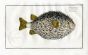 THE PUFFERFISH - THE ROUND DIDION Bloch fish print 1795  (Diodon Hystrix)