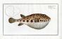 THE PUFFERFISH - SPENGLER'S TETRODON - Bloch fish print 1786  (Tetrodon Spengleri)