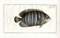 THE DUKE BUTTERFLYFISH Bloch fish print     (Chaetodon Faclatus)