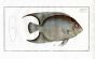THE ANGEL FISH  Bloch fish print 1790 (CHAETODON CILIARIS))